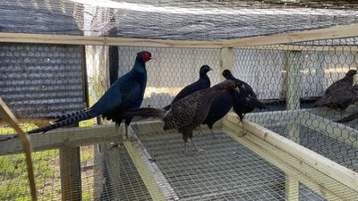 6+2 Melanistic mutant pheasant Hatching eggs