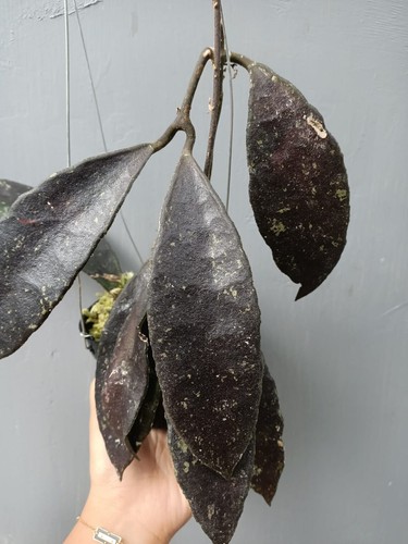Hoya Rundumensis Good Leaves Free Phytosanitary Ship DHL Express - Picture 2 of 3