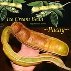 ~PACAY~ Inga Feuillei ICE CREAM BEAN Tropical Fruit Tree Live 5ft potd Plant