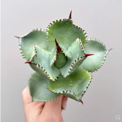 Agave americana L. Succulent potted plant Garden decoration Plant 8-10cm