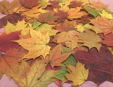 Maple leaves - Real pressed autumn foliage Fall class project -resin clay copper