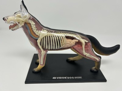 Tedco 4D Vision Dog Anatomy Model In Great Condition