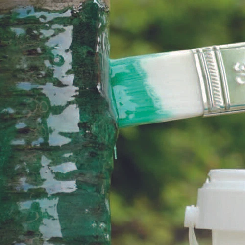 Schacht Baumleim Raupenleim 1 Kg Leimring grün Raupen Insektenleim Insekten-leim - Bild 2 von 4