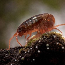 10ct Land Shrimp Culture  Jumping Isopod   Bioactive Free Shipping Nationwide