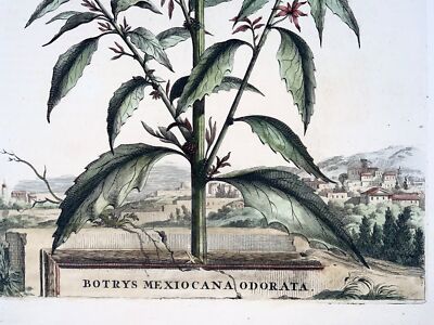 1696 Ambrosia Mexicana, Große Folio, Botanik, Abraham Munting, Große Folio