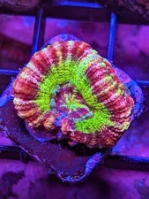 WYSIWYG RARE Multicolor Deep Water Asian Acan Lord Micro LPS SPS Acro Zoa JF WWC