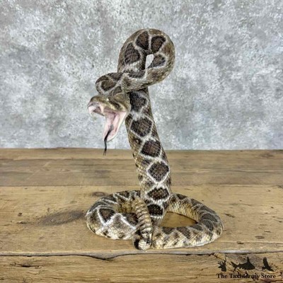 #30313 E | Western Diamondback Rattlesnake Taxidermy Mount For Sale