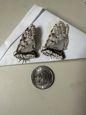 UNMOUNTED MOTH /  2 FEMALE GIANT LEOPARD MOTH...