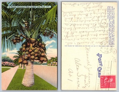 Vintage Florida Coconut Palm Tree Loaded with Fruit Postcard 1940s Linen