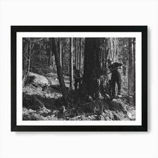 The Two Fallers Saw Down A Tree, Lo Framed Wall Art Poster Canvas Print Picture