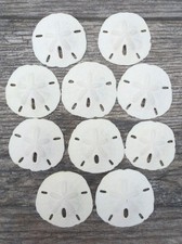 Real Sand Dollars 3" to 3.5" 10 Pack Sand Dollar Wall Art Ornament Set ...