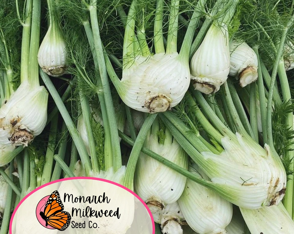 950+ Semillas de hinojo 'Florencia' | Reliquia, no transgénica, semillas de horticultura, EE. UU. Foto 2 de 4