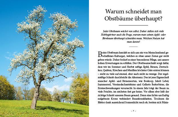Thumbnail - Das Große Kleine Buch: Obstbaumschnitt | Erwin Palnstorfer | 2022 |