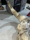 Picture 5 of 20