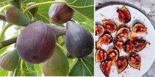 Fig Tree | 30+ seeds | "Brown Turkey" | Sweet