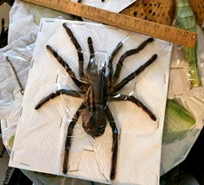 Haplopelma minax - X-Large, Expertly Spread Bird-Eating Tarantula