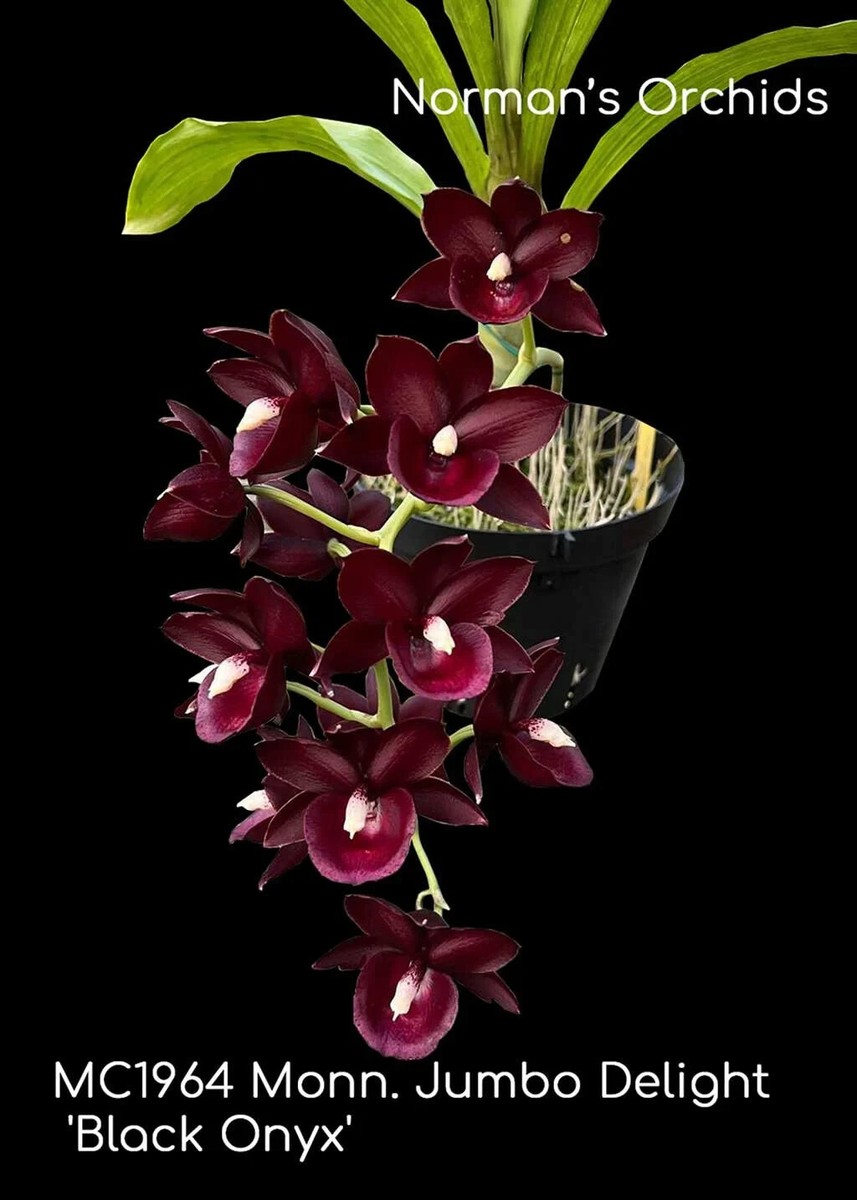 mmmy　orchid ブラック Fragrant , Monn. Jumbo Delight 'Black Onyx' - Mature plant