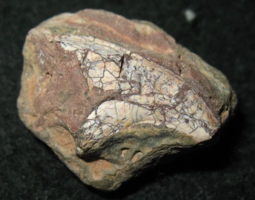 Permian Dimetrodon pelycosaur CLAW fossil in matrix Texas Red Beds RARE as found