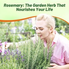 2000 Seeds Rosemary Seed For Planting - Rosemarinus Officinalis Herb Garden