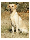Yellow Labrador Retriever Dog 8x10 Photo On 8.5" x 11"