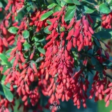 Berberis 15+ fresh seeds. Barberry Seeds, Barberry Mahonia Bush, Sowberry