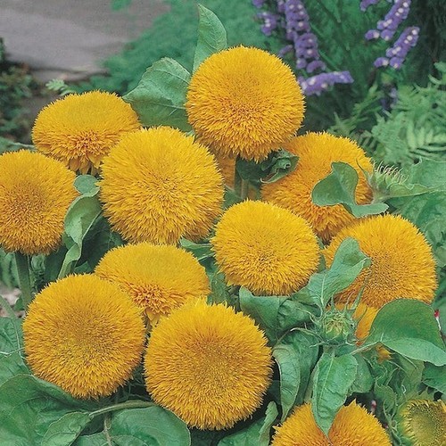 Teddy Bear Sunflower x2 Plug Plants Unusual Sunflower - Picture 2 of 2