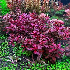 Ludwigia Super Red | Aquarium Plants Factory®