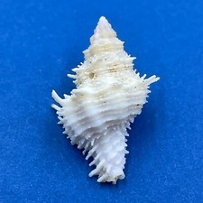 #3 Coralliophila fearnleyi 25.6mm F+ Bohol Straits, Philippines, Tanker Net 