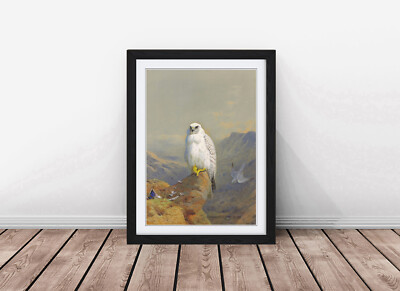 Falkenzeichnung von Archibald Thorburn Vintage Malerei gerahmter Kunstdruck
