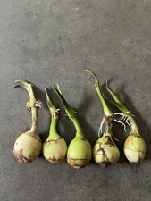 5pcs Aquatic Broadleaf Arrowhead Sagittaria Latifolia Water Plant Ready To Plant