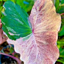 Colocasia Bulb Chingdao New Hybrid Tuber (Includes All Import Duties And Taxes)