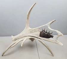 hand carved Moose antlers art end Table Display 22" x 20" x 16"