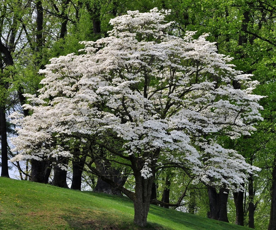 Белое цветущее кизиловое дерево (высота 2-3 фута, живое дерево, голый корень) быстрый рост - Изображение 2 из 4