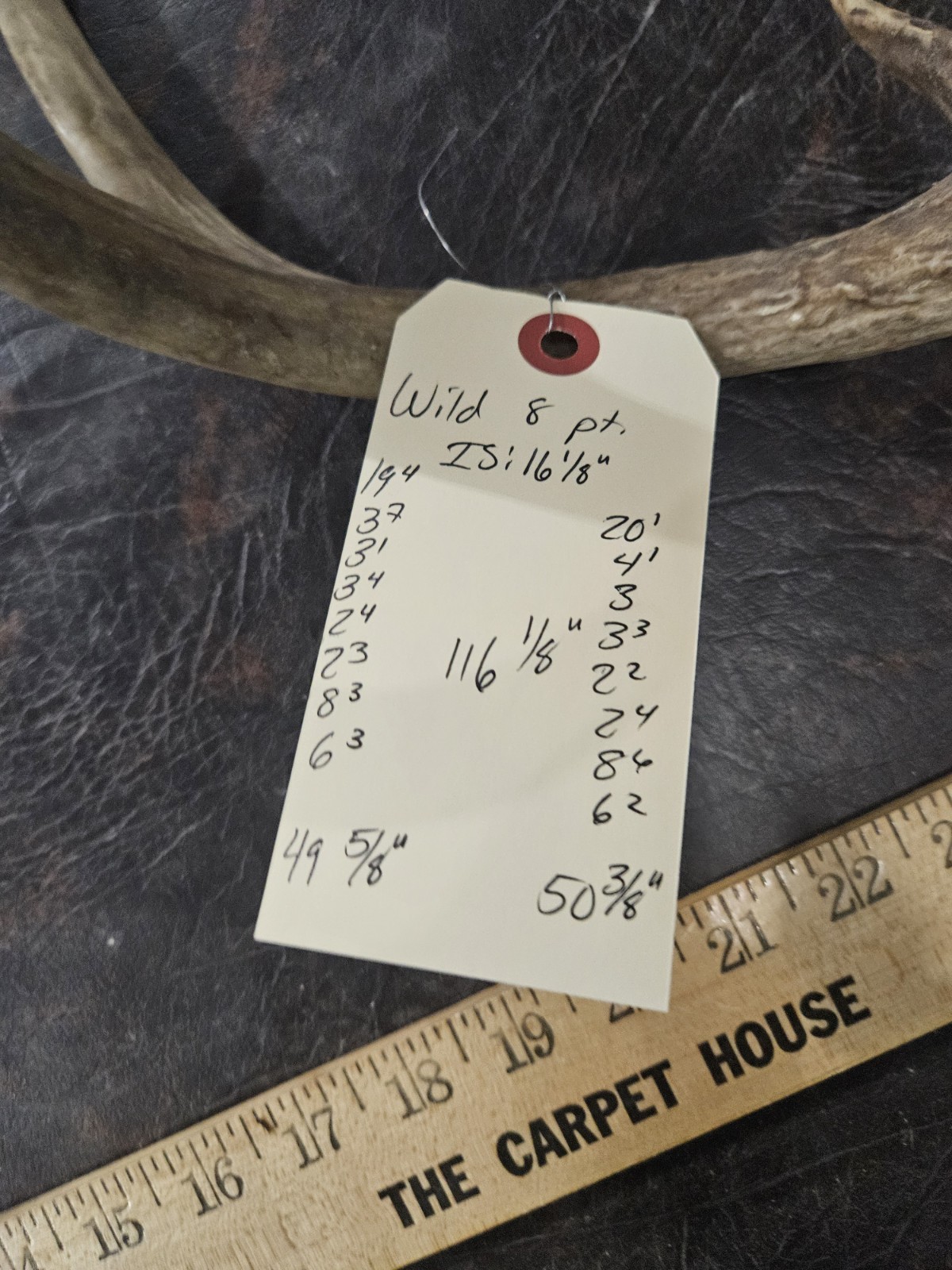 Wild 8 Point Whitetail Deer Antler Rack Horn European Skull Mount Man Cave 116"