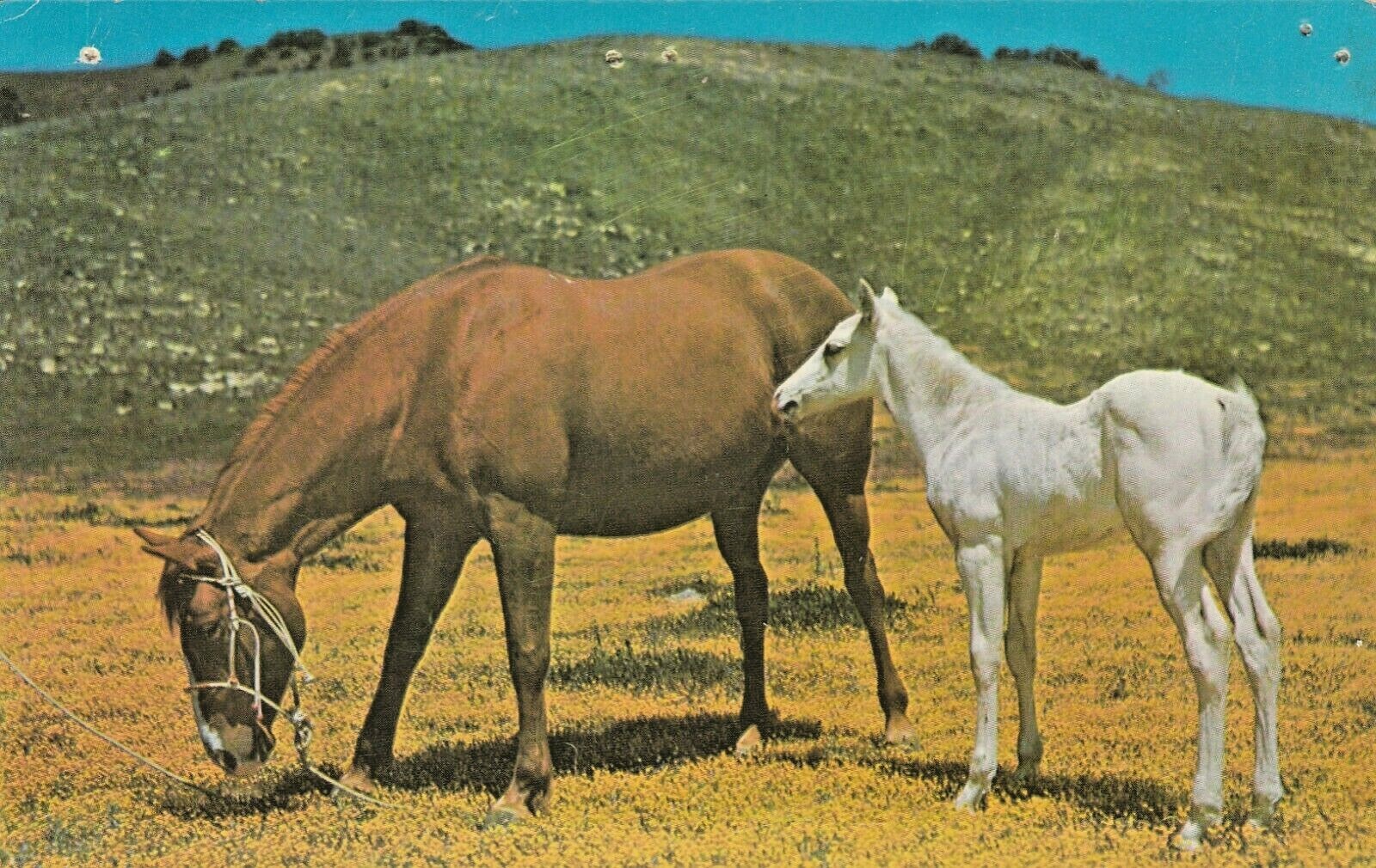 Vintage Horse Postcard BROWN HORSE, WHITE FOAL UNPOSTED CHROME eBay