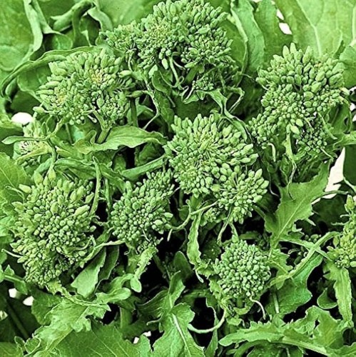 Salatbroccoli Sessantina - SPROUTING BROCCOLI 200+ Samen - Seeds B 116 - Afbeelding 1 van 1