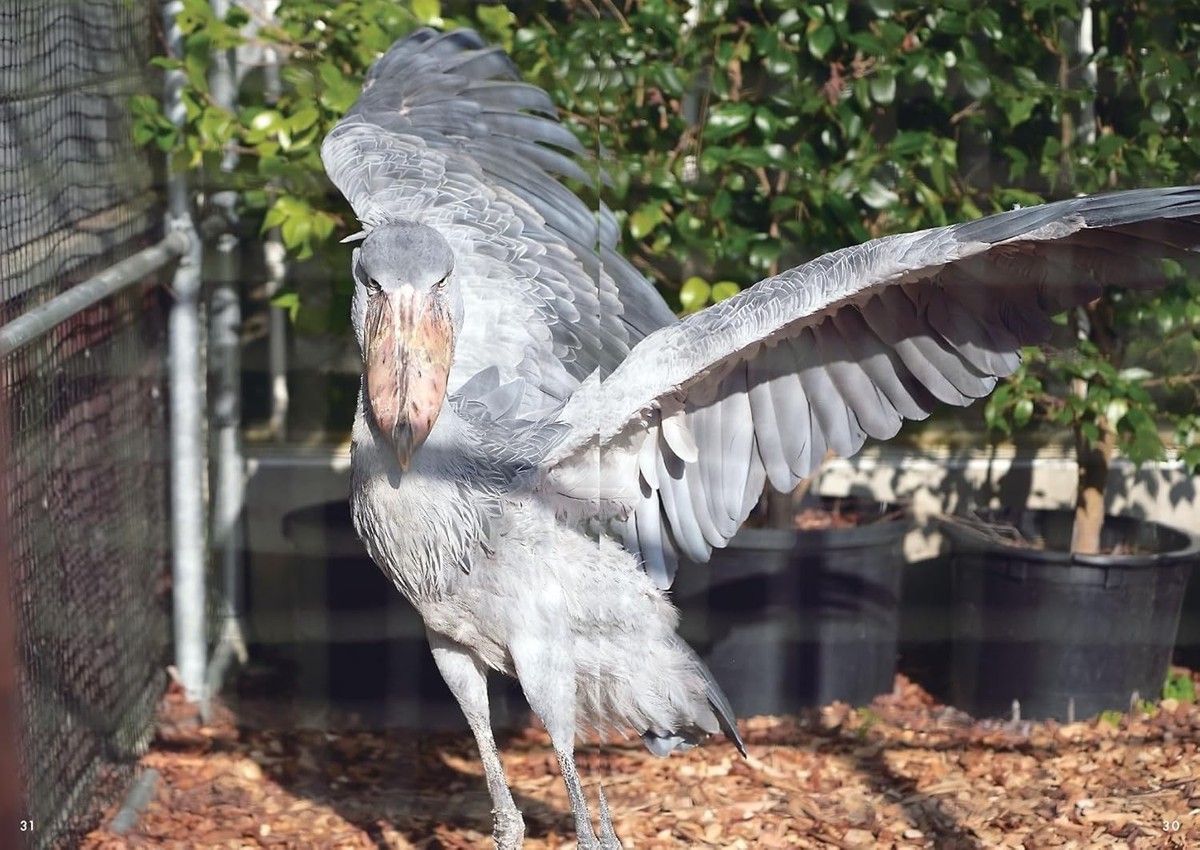 Shoebill Stork PHOTO BOOK - Japanese Craft Book | eBay