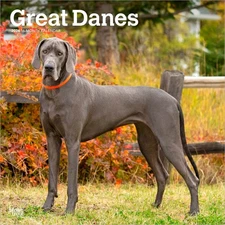 Great Danes | 2026 12x24" (Hanging) Square Wall Calendar | Plastic-Free