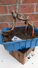 Ulmus pumila Pre Bonsai - Arrancador de olmo siberiano - Material Bonsai Exterior Resistente