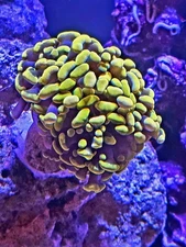 WYSIWYG 3 he's indo gold hammer coral, anemone, Zoa, LPS, SPS.