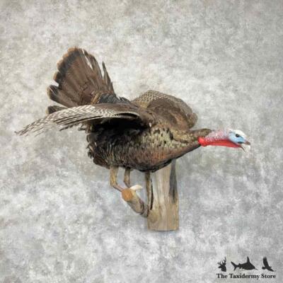 #30492 E | Eastern Turkey Taxidermy Bird Mount For Sale