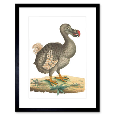 Vogel Dodo Vintage Illustration Kunstdruck gerahmtes Poster Wanddeko