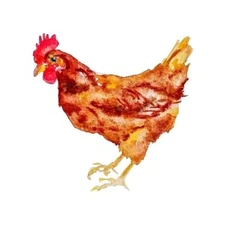 Colorful chicken Bird Original art watercolor painting,nature lover gift 3x3"