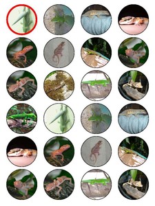 lizard cupcake toppers