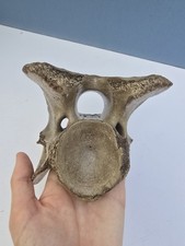 Fossil Ice Age Bison vertebrae. Pleistocene  epoch. 