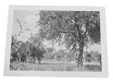 WW2 Era Photo U.S. GIs Military Vehicles On Side Of Road