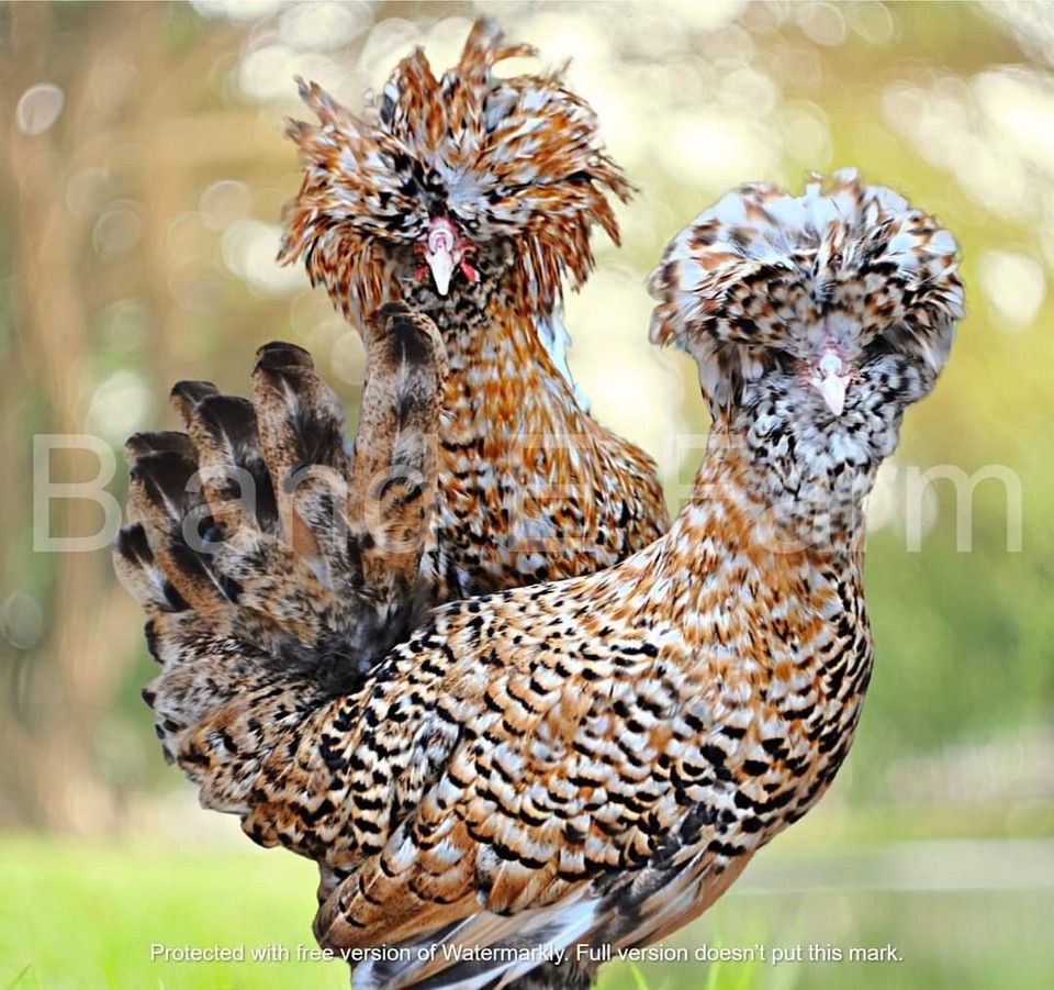 5+5 Lemon Cuckoo & Candy Corn Polish Chicken Hatching Eggs Frizzles B&E