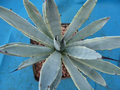 Agave macroacantha VARIEGATED! Rare! Gallon Pot Size! Very Blue! 6