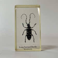 Real Life Bugs And Insects Taxidermy Long-horned Beetle In Glass Resin Block