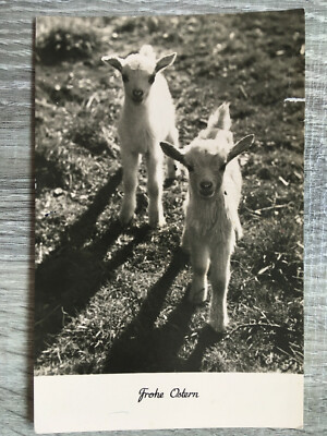 Postcard Easter Lambs Easter Lambs Sheep Meadow Twins Cute Young 1967 | 128